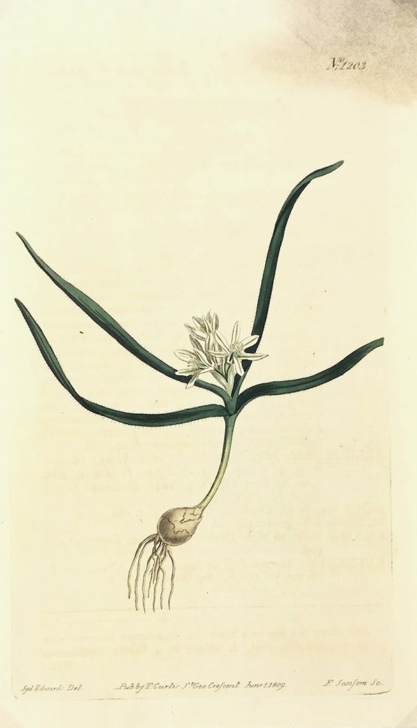 Botanical Print - Botanical, Curtis, 1809