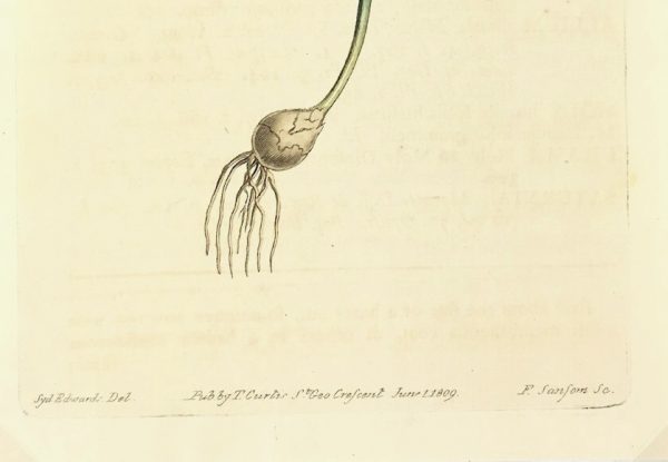 Botanical Print - Botanical, Curtis, 1809