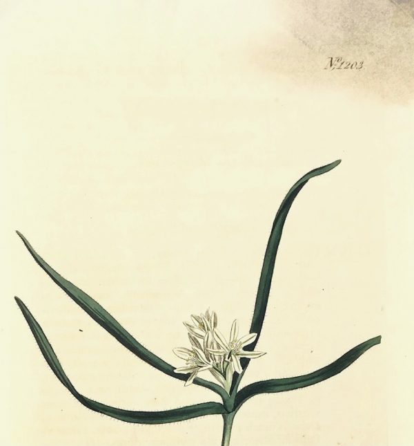 Botanical Print - Botanical, Curtis, 1809