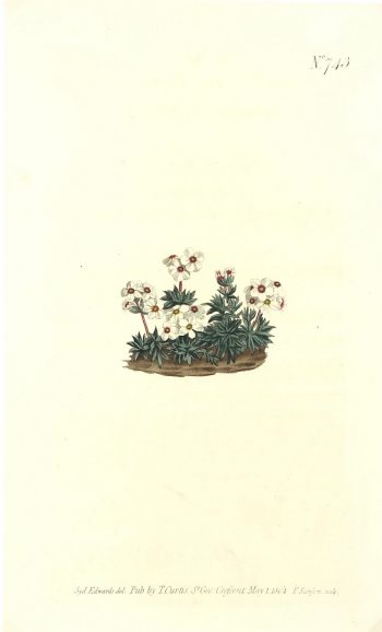 Botanical Print - Botanical, Curtis, 1804