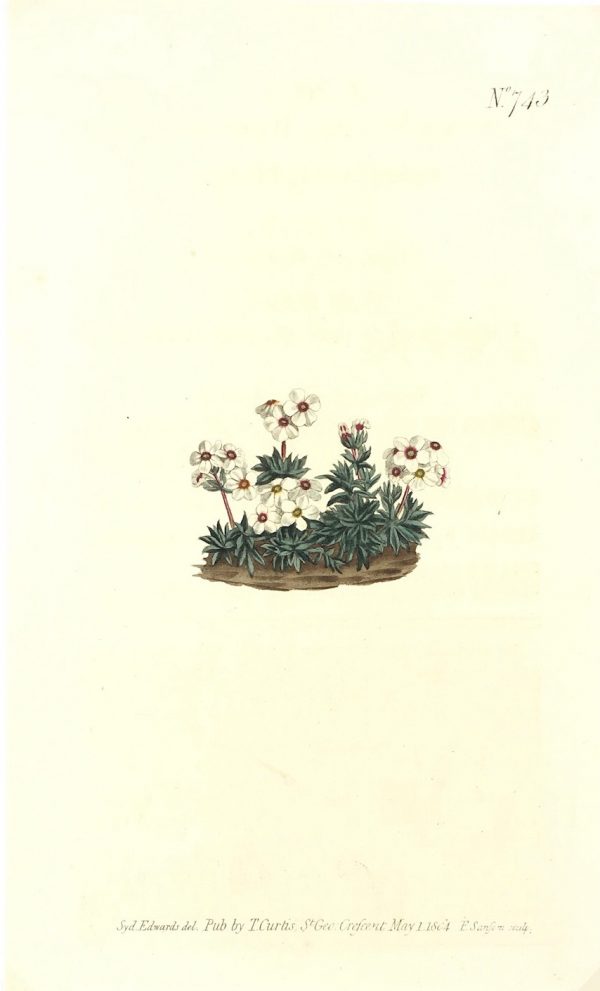 Botanical Print - Botanical, Curtis, 1804