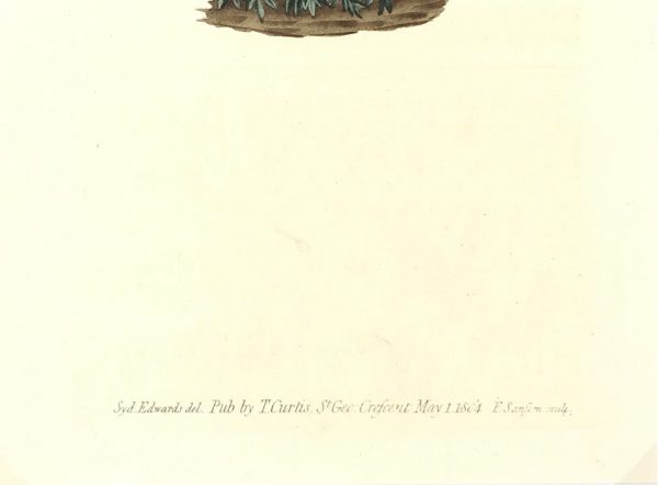 Botanical Print - Botanical, Curtis, 1804