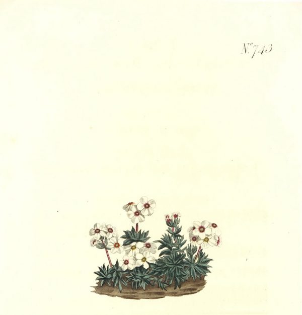 Botanical Print - Botanical, Curtis, 1804