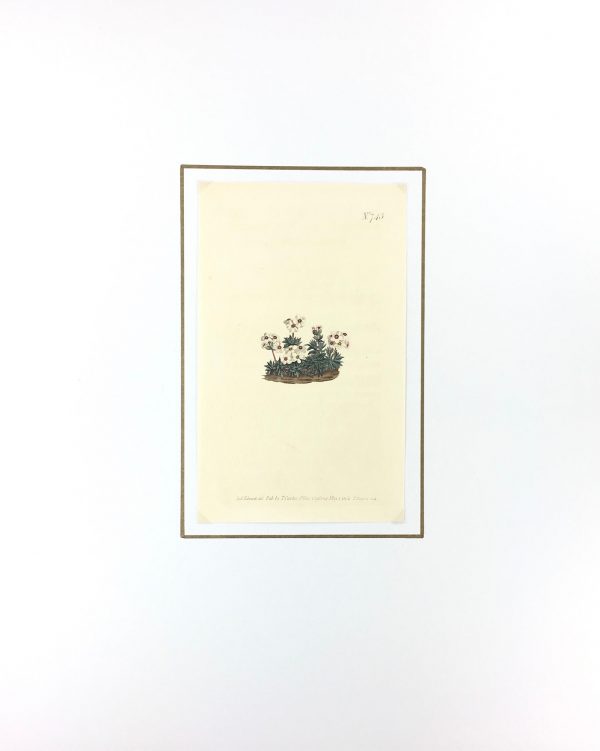 Botanical Print - Botanical, Curtis, 1804