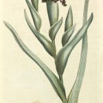 Botanical Print - Botanical, Curtis, 1790