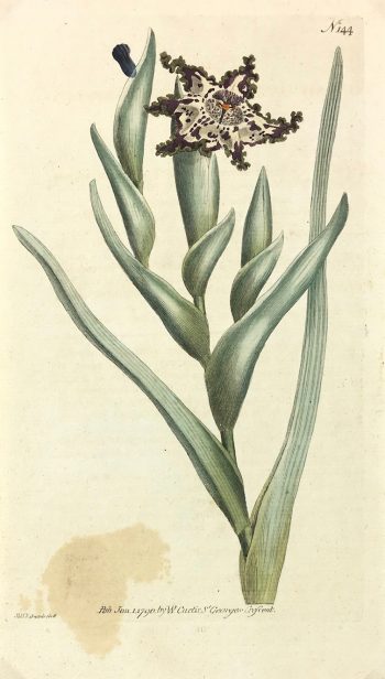 Botanical Print - Botanical, Curtis, 1790