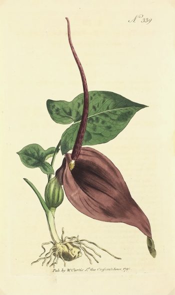 Botanical Print - Botanical , Curtis, 1796