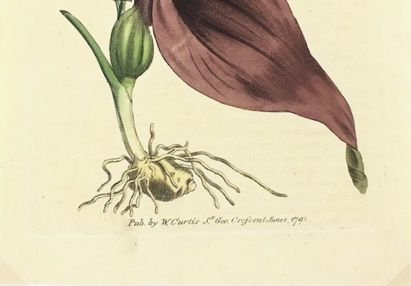 Botanical Print - Botanical , Curtis, 1796