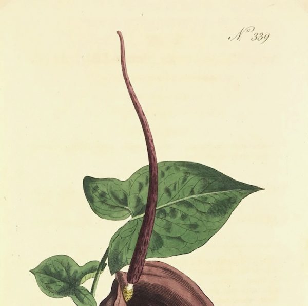 Botanical Print - Botanical , Curtis, 1796