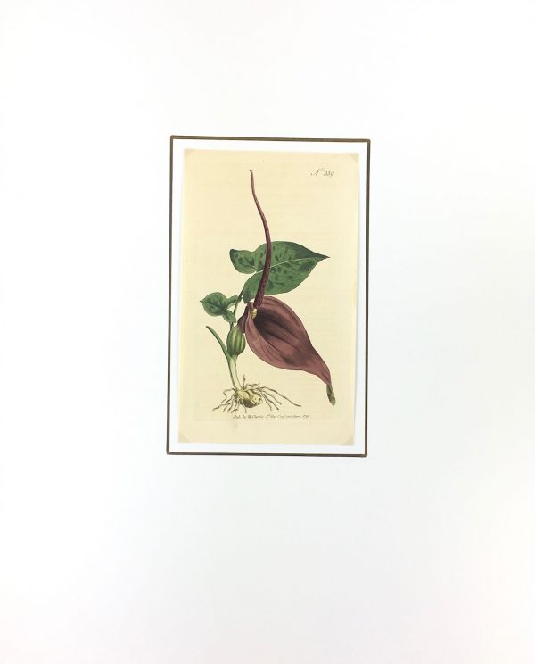 Botanical Print - Botanical , Curtis, 1796