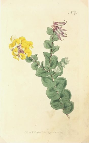 Botanical Print - Botanical, Curtis, 1794