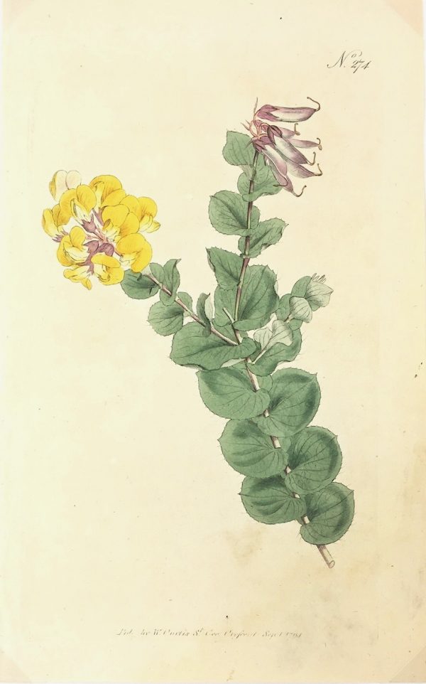 Botanical Print - Botanical, Curtis, 1794