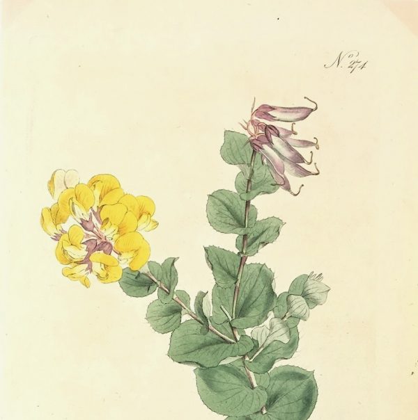 Botanical Print - Botanical, Curtis, 1794
