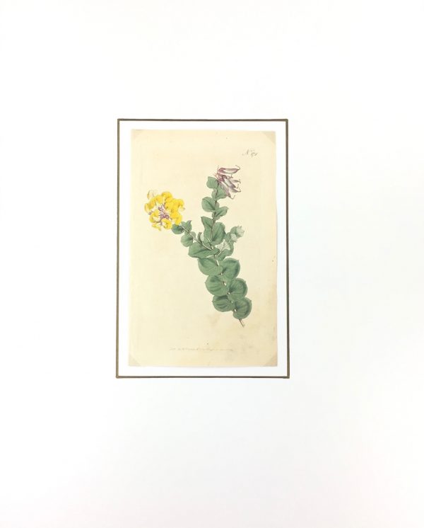 Botanical Print - Botanical, Curtis, 1794