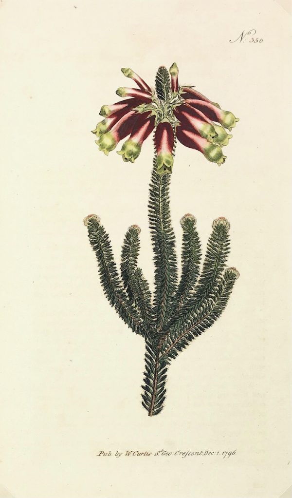 Botanical Print - Botanical , Curtis, 1796
