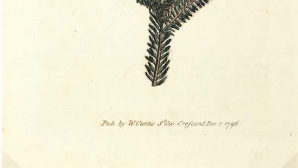 Botanical Print - Botanical , Curtis, 1796