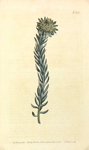 Botanical Print - Botanical, Curtis, 1805