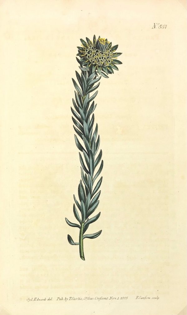 Botanical Print - Botanical, Curtis, 1805