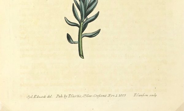 Botanical Print - Botanical, Curtis, 1805