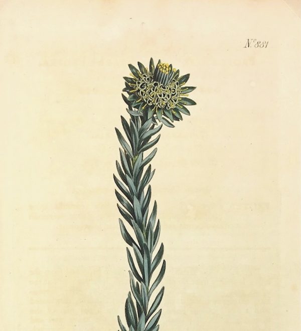 Botanical Print - Botanical, Curtis, 1805