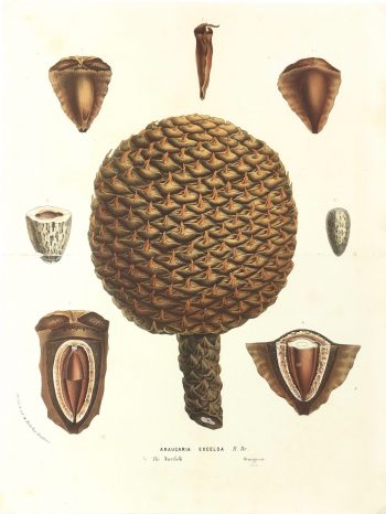 Botanical Print - Botanical, Van Houtte, c.1860