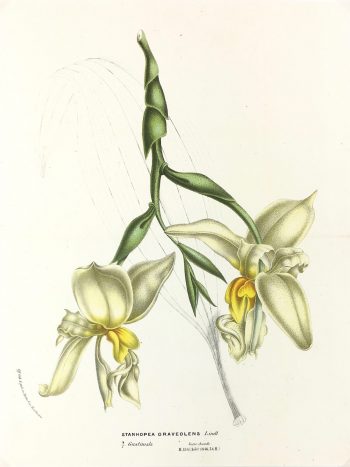 Botanical Print - Botanical, Van Houtte, c.1860