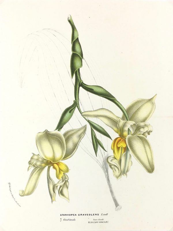 Botanical Print - Botanical, Van Houtte, c.1860