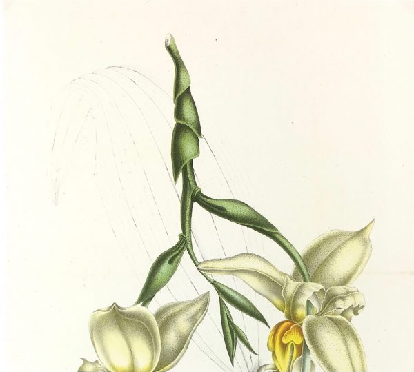 Botanical Print - Botanical, Van Houtte, c.1860