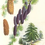 Botanical Print - Botanical, Van Houtte, c.1860