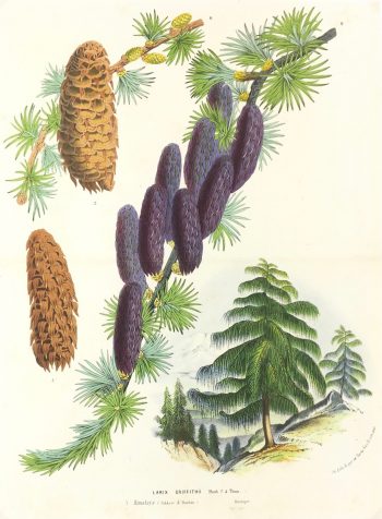 Botanical Print - Botanical, Van Houtte, c.1860