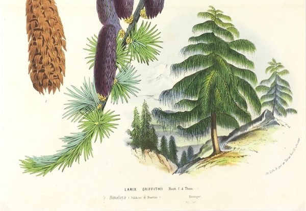 Botanical Print - Botanical, Van Houtte, c.1860