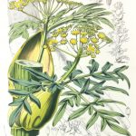 Botanical Print - Botanical, Van Houtte, c.1860