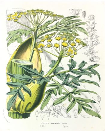 Botanical Print - Botanical, Van Houtte, c.1860