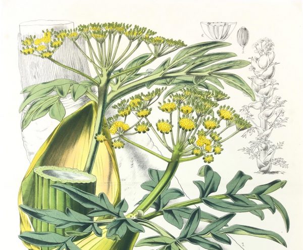 Botanical Print - Botanical, Van Houtte, c.1860