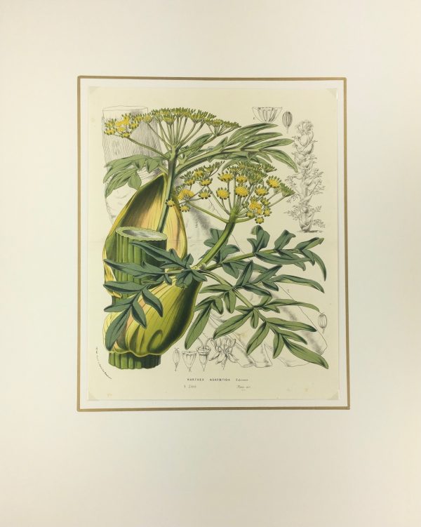 Botanical Print - Botanical, Van Houtte, c.1860