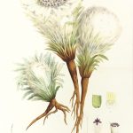 Botanical Print - Botanical, Van Houtte, c.1860