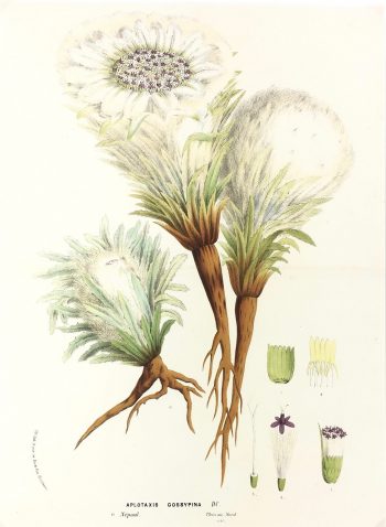 Botanical Print - Botanical, Van Houtte, c.1860