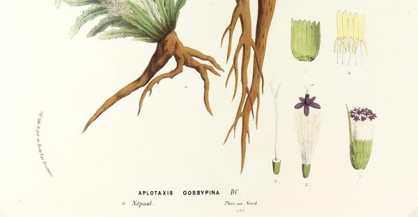 Botanical Print - Botanical, Van Houtte, c.1860