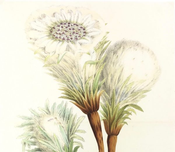 Botanical Print - Botanical, Van Houtte, c.1860