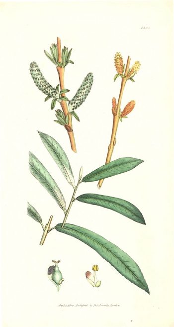 Botanical Print - Botanical, Sowerby, 1804