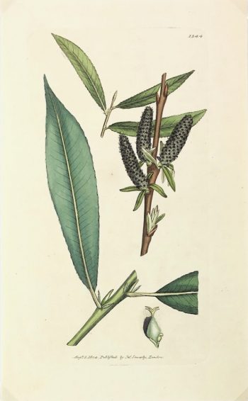 Botanical Print - Botanical, Sowerby, 1804