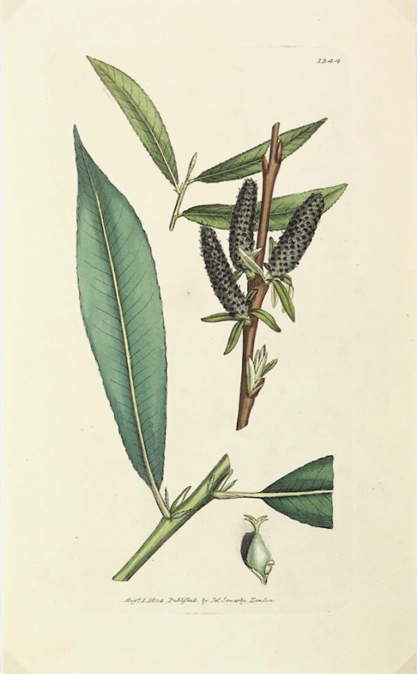 Botanical Print - Botanical, Sowerby, 1804