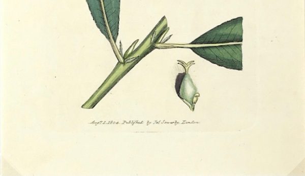 Botanical Print - Botanical, Sowerby, 1804