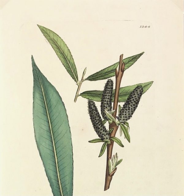 Botanical Print - Botanical, Sowerby, 1804
