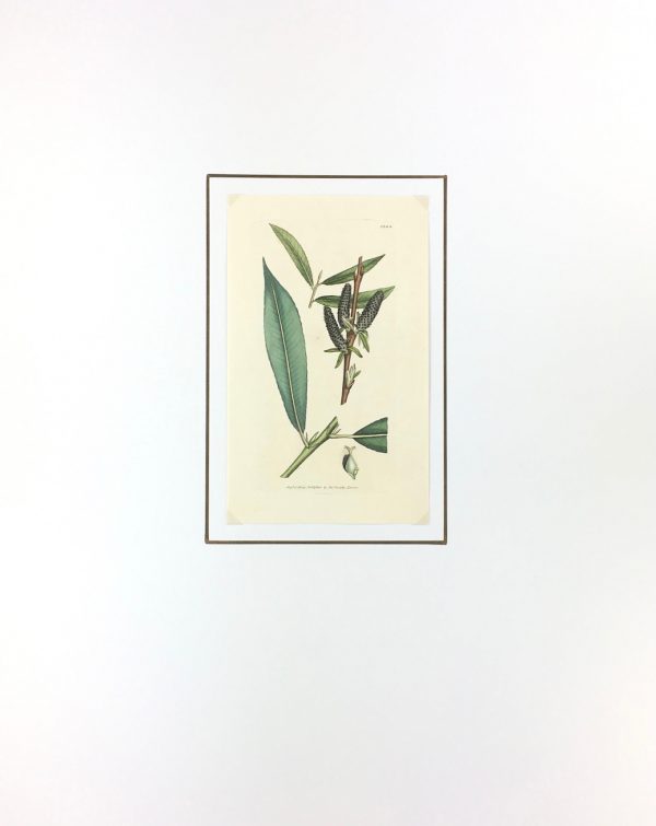 Botanical Print - Botanical, Sowerby, 1804