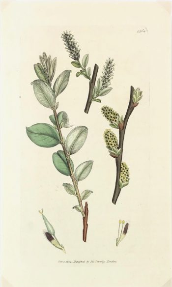 Botanical Print - Botanical, Sowerby, 1804