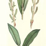 Botanical Print - Botanical, Sowerby, 1804