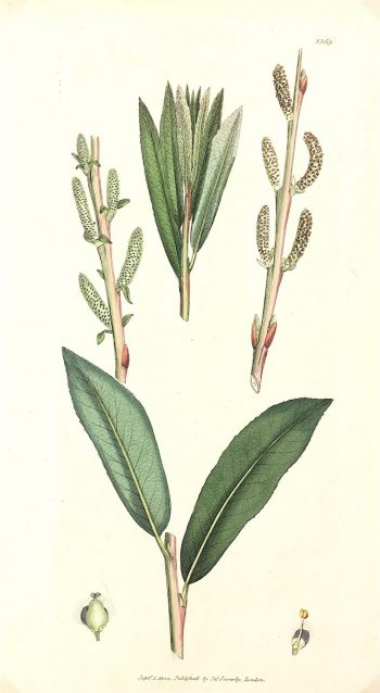 Botanical Print - Botanical, Sowerby, 1804