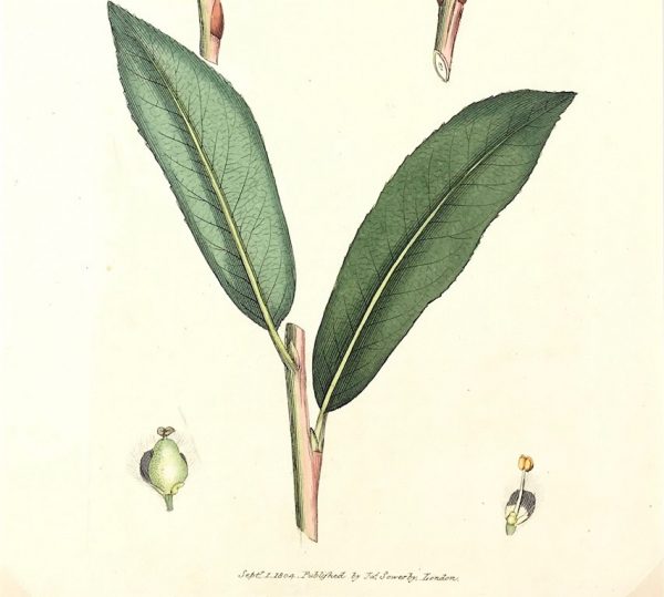 Botanical Print - Botanical, Sowerby, 1804