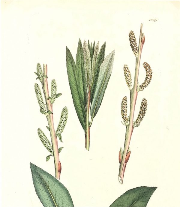 Botanical Print - Botanical, Sowerby, 1804